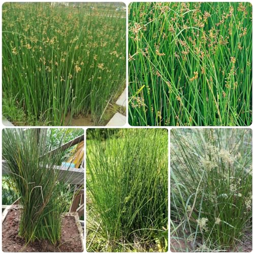 100 pcs Korkenzieherbinse samen, kräutergarten indoor, exotische pflanzen Flatterbinse - Juncus effusus - kräuter pflanzen, seed kräutergarten balkon, bonsai samen samen zimmerpflanzen,