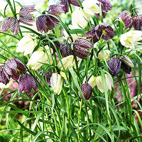 COOTO Garden 5x Schachbrettblume Zwiebeln Fritillaria Meleagris Schachblumen Frühlingsblumenzwiebel Fritillaria Melgaris 2