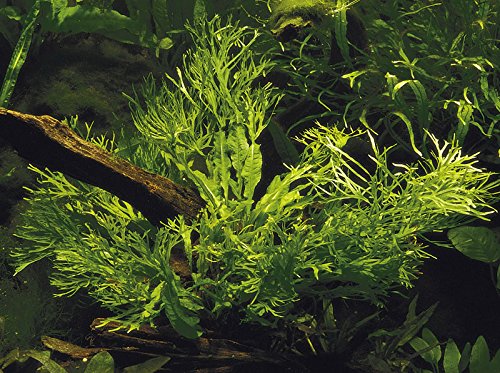Tropica Aquarium Pflanze Microsorum pteropus Windeløv Wasserpflanze Topf Nr.008B