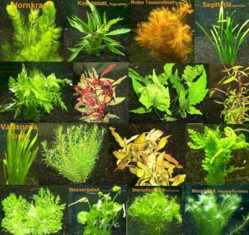 9 Bunde mit über 60 Aquarium-Pflanzen + Dünger - farbiges Sortiment für 60-100 Liter Aquarien, Wasserpflanzen für alle Aquarienbereiche