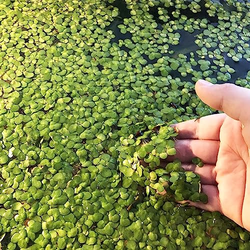 Luojuny Wasserlinsen-Samen, 100 Stück/Beutel, Wasserlinsen-Samen, schwimmende Pflanzen mit hoher Keimung, seltene Aquarium-Grassämlinge für Aquarien Saatgut