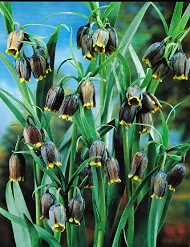 Fritillaria Uva Vulpis Fuchstraube (50 Blumenzwiebeln)