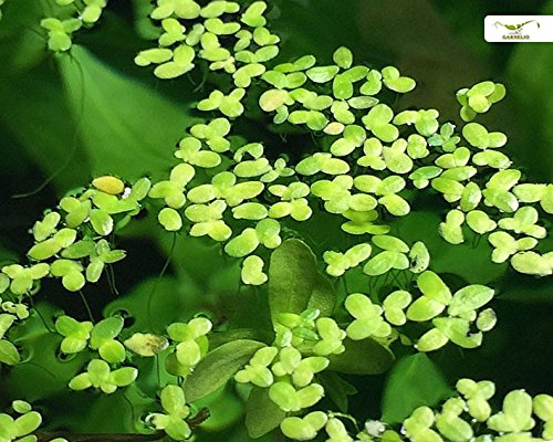 Algenhemmende, winterharte Schwimmpflanze für Teich und Aquarium - Wasserlinsen - Lemna Minor - schnelle Vermehrung - super als Futterpflanze - Garnelio Portion