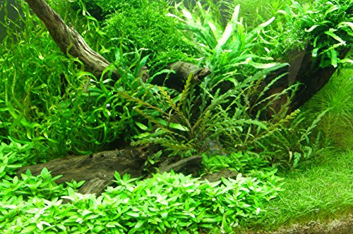 Mühlan - über 120 Aquarium-Pflanzen in 16 Bunde - großes farbiges Sortiment für 200 Liter Aquarium