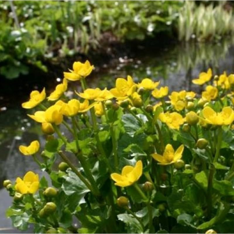 Sumpfdotterblume (Caltha palustris) 50 Samen, Staude