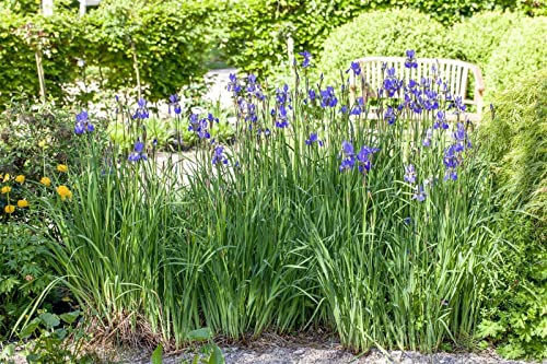 Iris setosa P 0,5 Borstige Schwertlilie,winterhart, deutsche Baumschulqualität, im Topf für optimales anwachsen