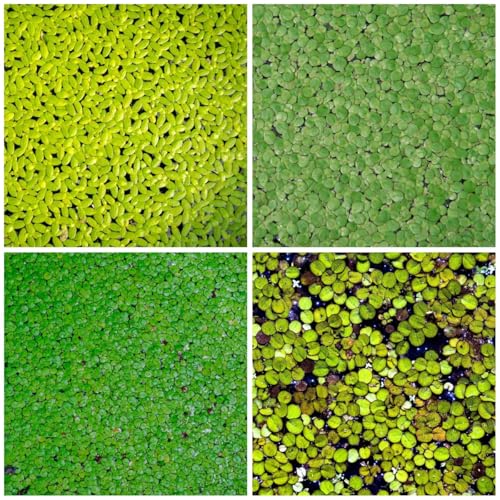 200 Pcs Wasserlinsen Teich Samen - Schwimmpflanzen Wasserpflanzen Samen, Aquarium Pflanzen Bodendecker Samen Teichpflanzen Wasserpest Für Teich Winterhart Samen, Saatgut Alte Sorten