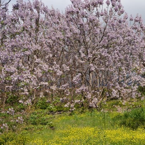 500 pcs blauglockenbaum samen kaufen, kiribaum samen, biosaatgut bonsaibaum paulownia baum baumsamen balkon nachhaltige produkte bonsai baum bonsai baum plants topfpflanzen für draußen