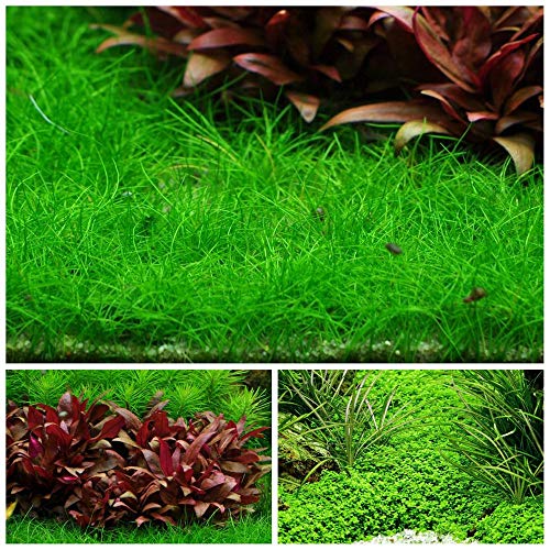 Vordergrund Set mit 3 in Vitro Pflanzen Aquariumpflanzenset Nr.48 1-2 Grow! Becher Aquarium Wasserpflanze