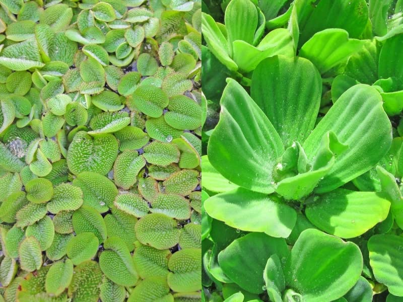 SCHWIMMPFLANZEN SET XXL - Muschelblume - Schwimmfarn - Anti Algen - Teichpflanzen - Wasserpflanzen - Miniteich