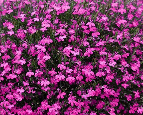 Red Lobelia'Erinus Rosamond' 100 Seed