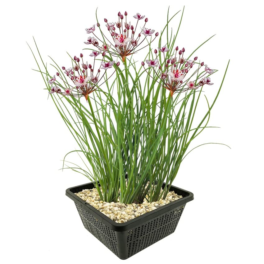 vdvelde.com - Schwanenblume - 4 Stück - 1 Teichkorb - Butomus Umbellatus - Wasserpflanze- Ausgewachsene Höhe: 80 cm- Platzierung: -1 bis -20 cm