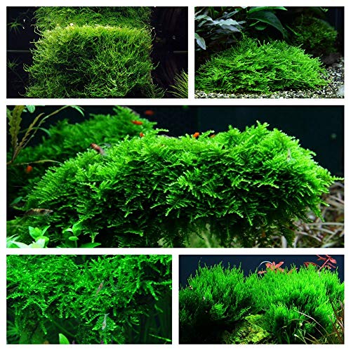 Moos Set mit 5 in Vitro Pflanzen Aquariumpflanzenset Nr.57 1-2 Grow! Becher Moose Aquarium Wasserpflanze