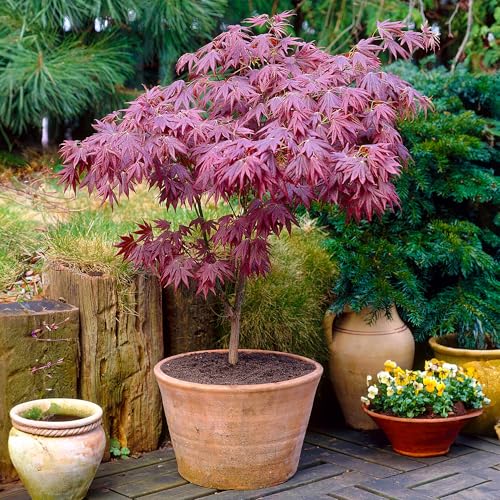 Gardeners Dream Japanischer Fächerahorn Acer Palmatum Atropurpureum - 1 x Japanischer Ahorn Winterhart im Topf - Winterharte Pflanzen für Garten, Kübel & Balkon - Roter Ahorn Baum - Mehrjährig