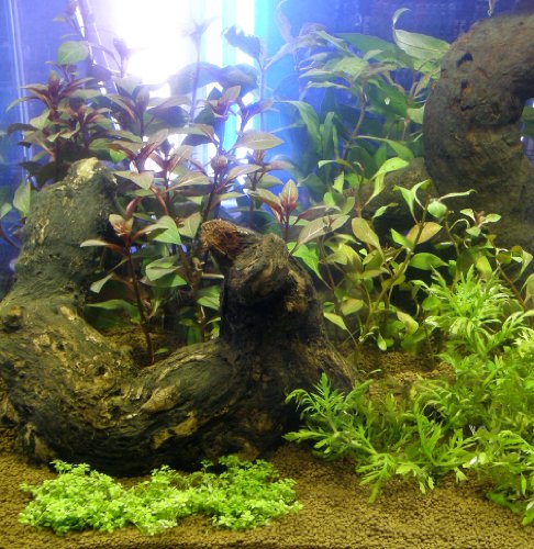 Aquarienpflanzen Set für 50-70 l Aquarium (2)