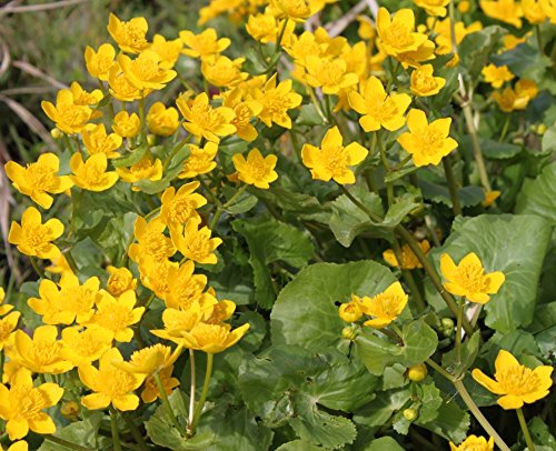 WASSERPFLANZEN WOLFF - fertig im Pflanzkorb - winterhart! - Caltha palustris - Sumpfdotterblume, gelb - heimisch