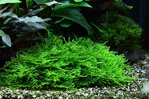 Tropica Aquarium Pflanze Moos Taxiphyllum 'Spiky Nr.003G TC in Vitro 1-2 Grow Wasserpflanzen Aquarium Aquariumpflanzen