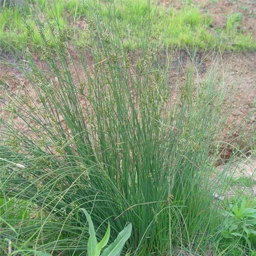 100 pcs Korkenzieherbinse samen, kräutergarten indoor, exotische pflanzen Flatterbinse - Juncus effusus - samen zimmerpflanzen, alte sorten kräutergarten balkon, bonsai samen kräuterbeet