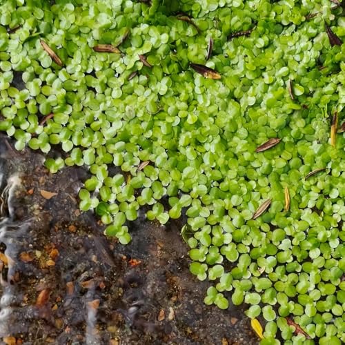 400 Pcs Wasserlinsen Teich Samen - Schwimmpflanzen Wasserpflanzen Samen, Balkonpflanzen Winterhart Teichpflanzen Wasserpest Für Teich Winterhart Samen, Zimmerbonsai Bonsai Winterharte