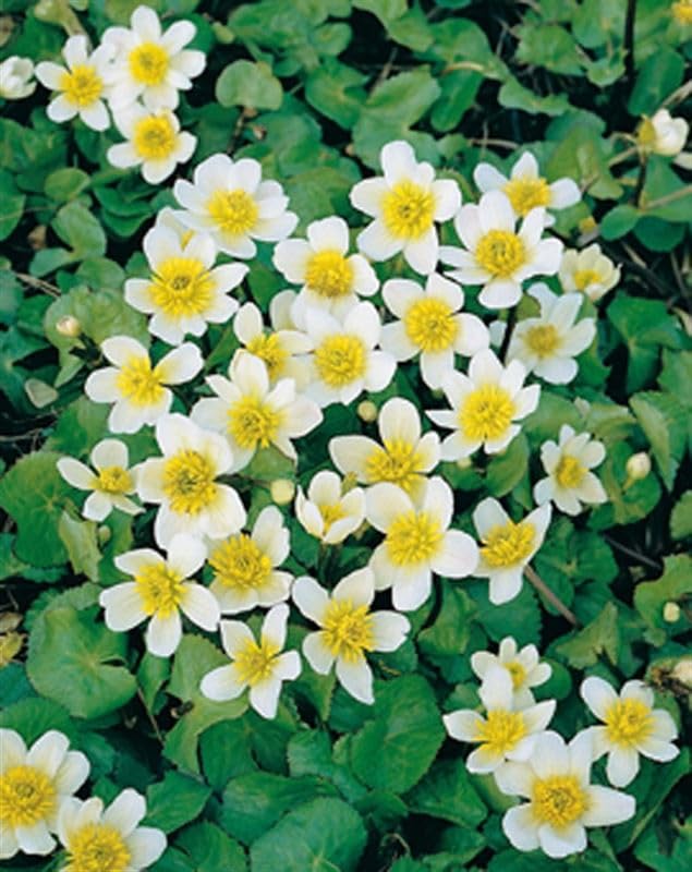 Sumpfdotterblume (Caltha palustris alba) 30 Samen, Staude