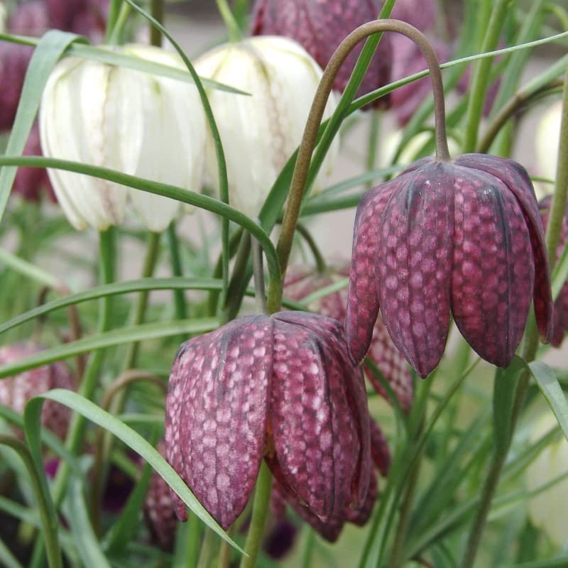 Schachbrettblume Fritillaria meleagris Mischung | 25 Stück | Lila | Weiß | Fritillariazwiebeln | verwildernd | Geeignet für Töpfe | Bienenblume | Schnittblume