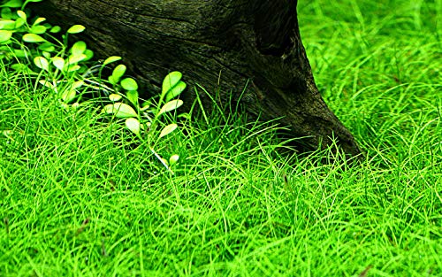 AquaOne Aquarium Pflanze Eleocharis parvula I Wasserpflanze Aquariumpflanze Bodendecker voll durchwurzelt einfach pflegeleicht Aquascaping Dekoration