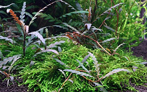 Tropica 1-2-GROW! Hygrophila pinnatifida - In-Vitro Aquariumpflanze …