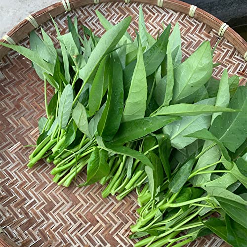 NO-GMO 110 Samen, Wasser Spinat Samen Kangkong Green Leaf Gemüse Samen Heirloom Samen