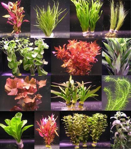 WFW wasserflora 6 verschiedene Bunde mit mehr als 40 Aquarium-Pflanzen - buntes Sortiment für ein 60 Liter Aquarium, Wasserpflanzen für Vorne, Mitte und Hinten