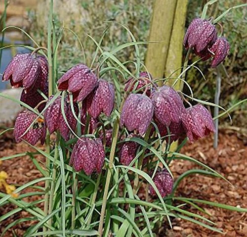 Schachbrettblume - Fritillaria meleagris - Gartenpflanze