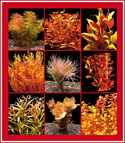 Zoomeister - 5 Bund Rote Wasser-Pflanzen Für'S Aquarium