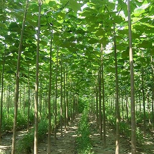 PERZOE 100 Stück Paulownia Elongata Samen, schnell wachsende Waldbaum-Hausgartenpflanze Paulownia-Samen