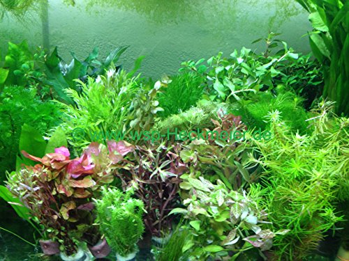 Generisch 70 schnellwachsende Aquariumpflanzen Wasserpflanzen gegen Algen im Aquarium