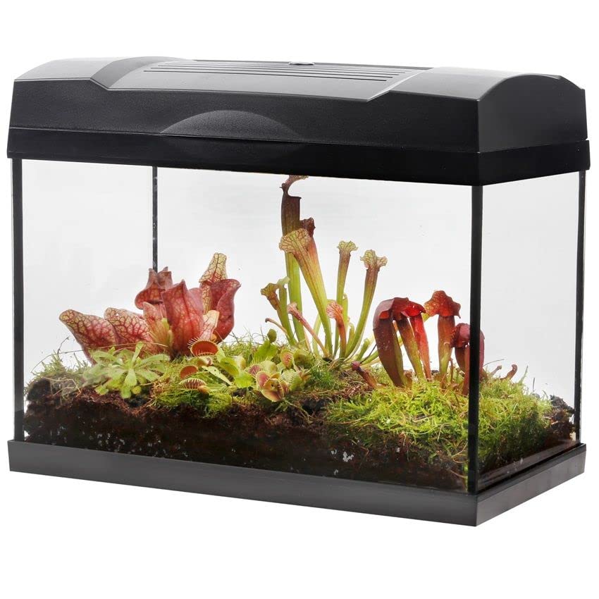 vdvelde.com - Swampworld Terrarium XL - 5 Fleischfressende Pflanzen im Glas Terrarium mit Licht - Inklusive Venusfliegenfalle, Sonnetau, Schlaufpflanzen und Buch - 39x21x31cm