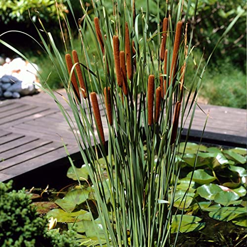 3x Typha latifolia - Binse - Teichpflanze - Winterhart - ⌀9 cm - 15-25 cm