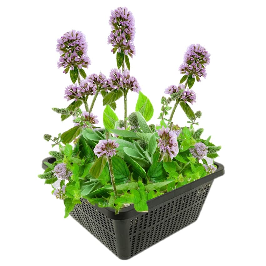 vdvelde.com - Wasserminze - 4 Stück - Mentha Aquatica - Minzduftende Sumpfpflanze - Ausgewachsene Höhe: 60 cm - Platzierung: -1 bis -10 cm