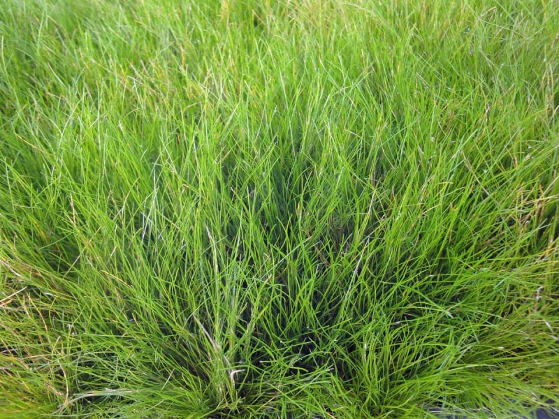3x Nadelsimse | Eleocharis acicularis | im 9er Teichtopf | Wasserpflanze | Teichpflanze | Mini Teich geeignet | Klärpflanze | Sauerstoffpflanze | winterhart